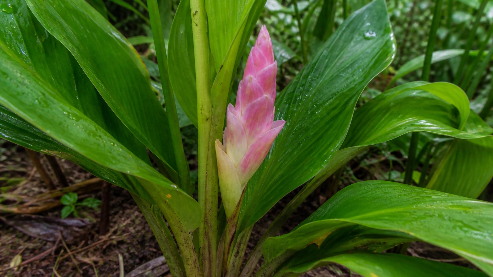 Ginger Flowers: Identification, Growing Conditions and Uses