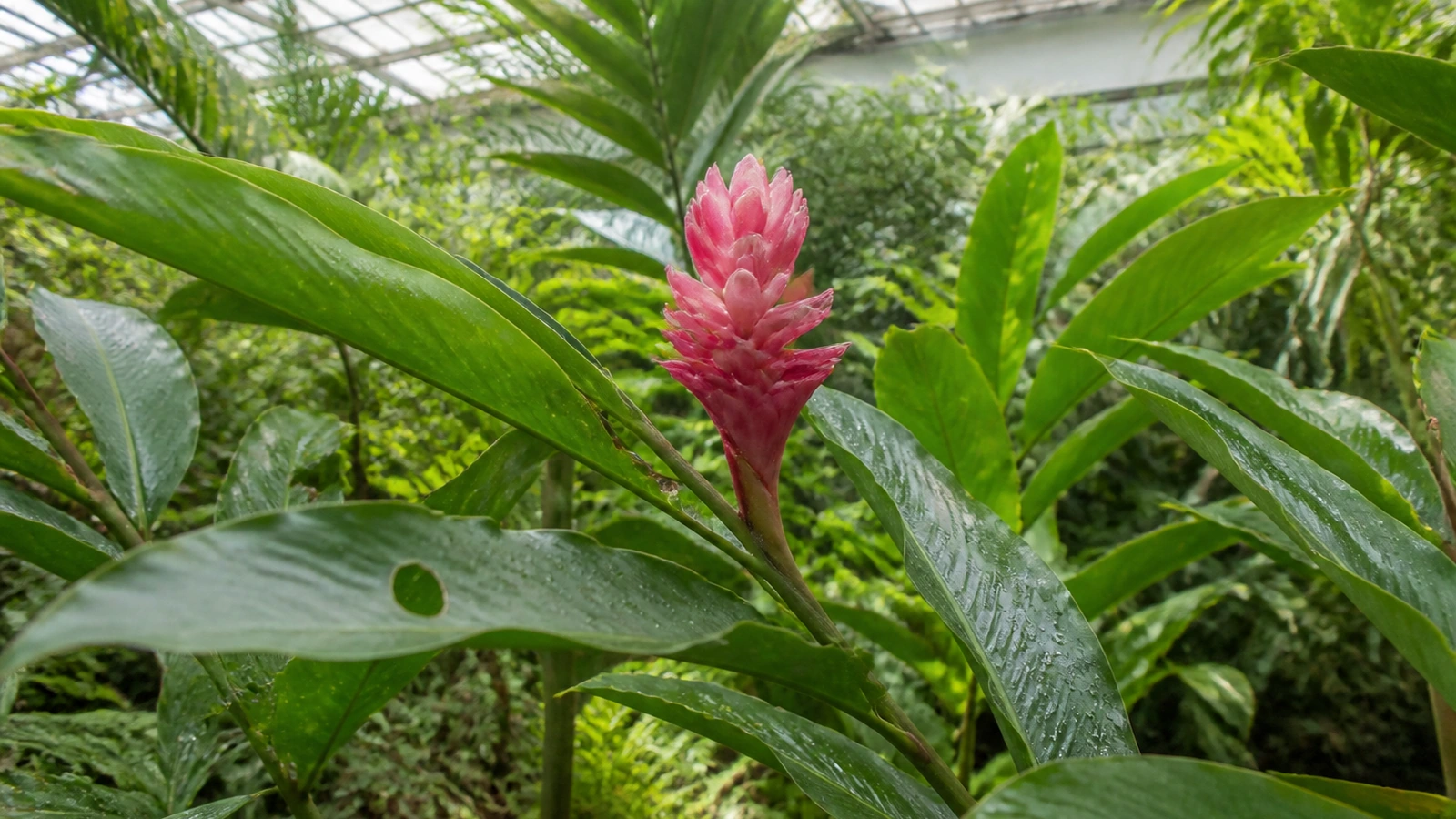 Ginger Flowers: Identification, Growing Conditions and Uses